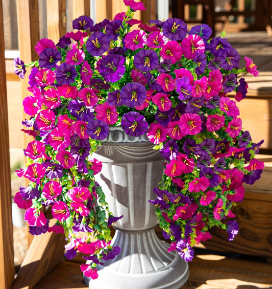 🌺 Verandans nya stjärna – Morgonstjärnan! 🌺🏡